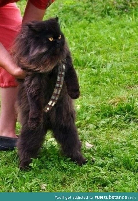 Mewbacca