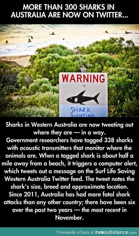 Researchers make sharks have Twitter in Australia