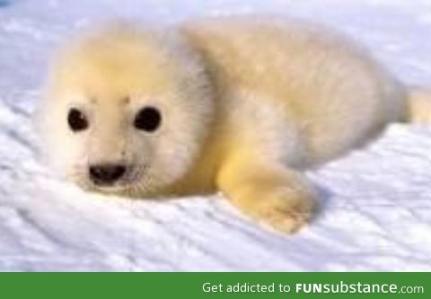 Baby seal