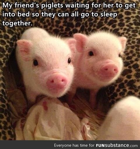 Pigs in a blanket