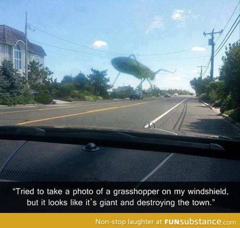 Giant grass hopper