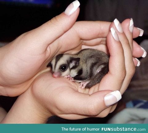 Just To Brighten Your Day... A sugar glider