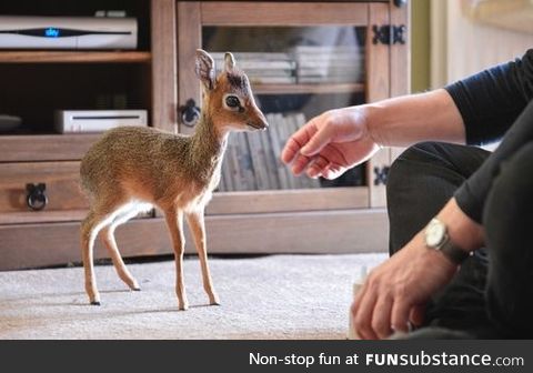 The dik-dik