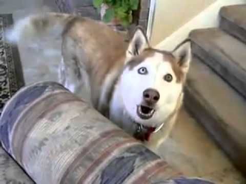 The Dog Talking Husky