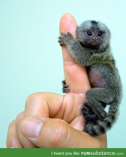 Finally, A Monkey For My Pocket.....