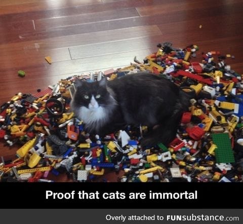 Proof that cats are immortal