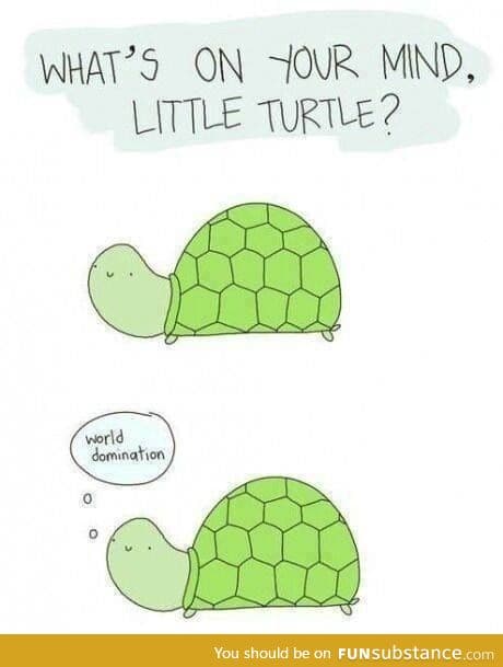 Hehe turtle