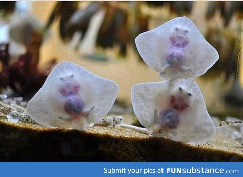 ALIENS TRAPPED IN RAVIOLI lol nah just baby stingrays