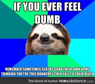 Sloths are dumb