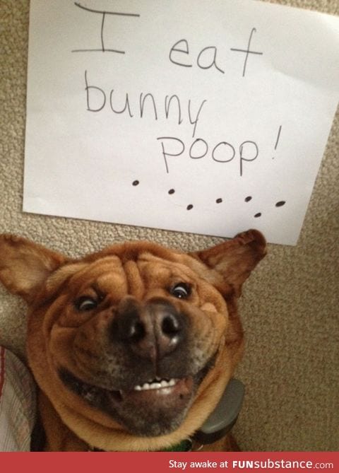 I EAT BUNNY POOP!