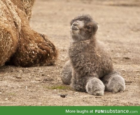 Baby camel