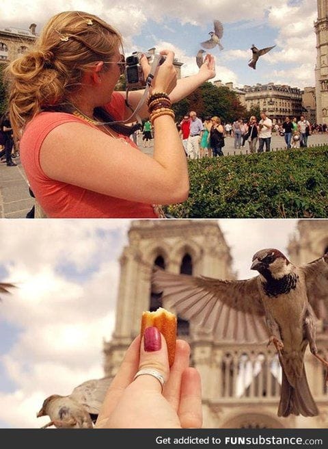 Have Cake. Have Camera. All I Need Are Birds....