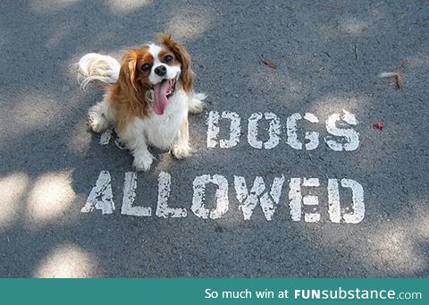 Dogs Allowed