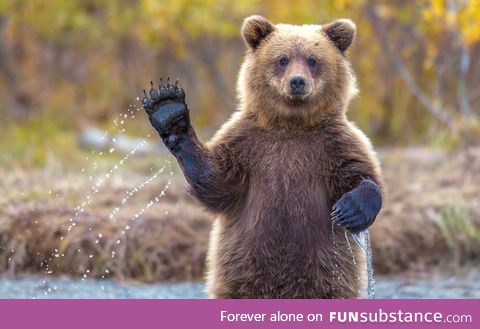 A young female grizzly bear says hello in Chugach National Forest, Alaska