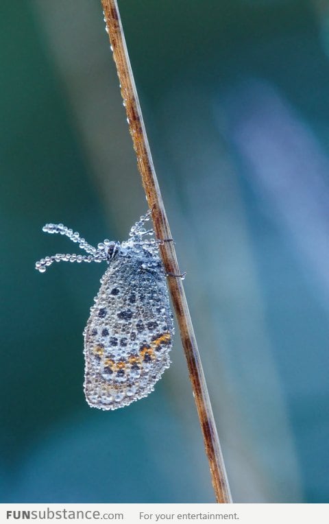 B*tterfly covered with water droplets