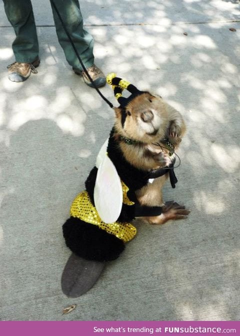 Bee-ver