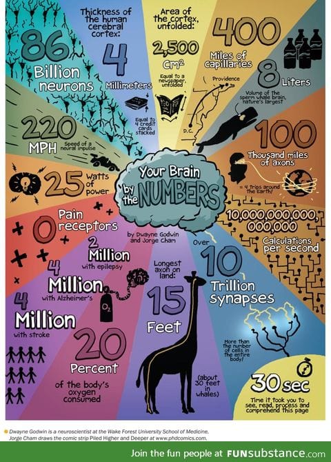 Your brain in numbers.