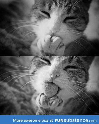 Cats *.*