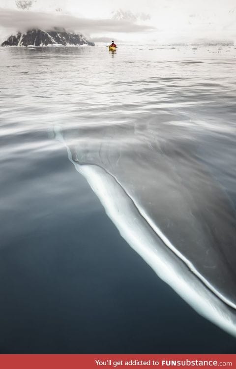 Whale underwater