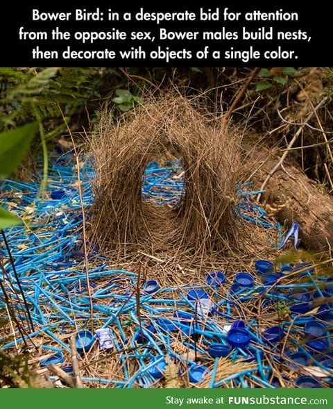 The bower bird doesn't want to be alone on Valentine's day