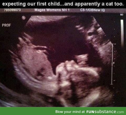 Expecting a cat