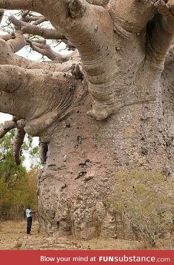 A man standing next to a Baobab tree