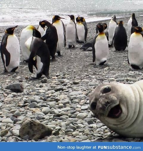 Best photobomb ever?