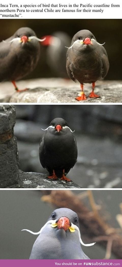 Gentleman bird