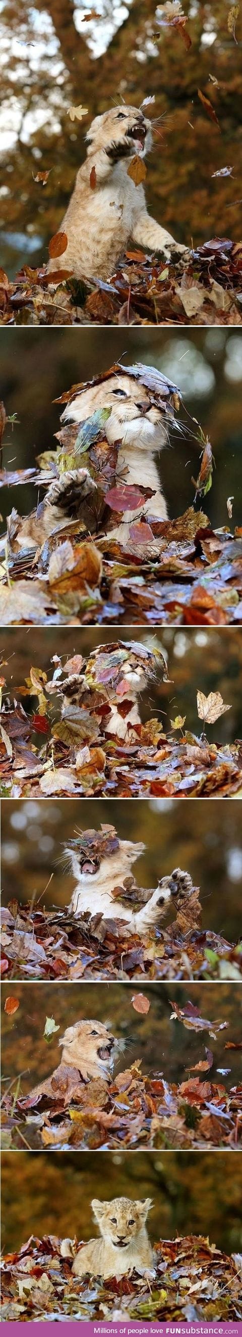 Baby lion playing with leaves