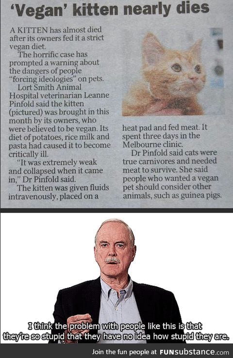 Kitten force fed vegan food nearly dies