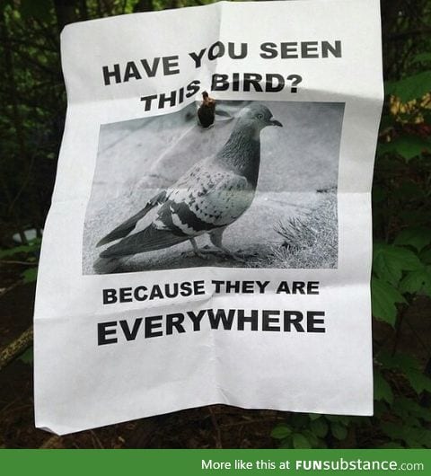 Pigeon awareness