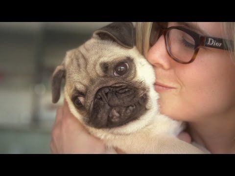 Reasons Why Pugs RULE