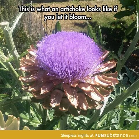 Artichoke flowers