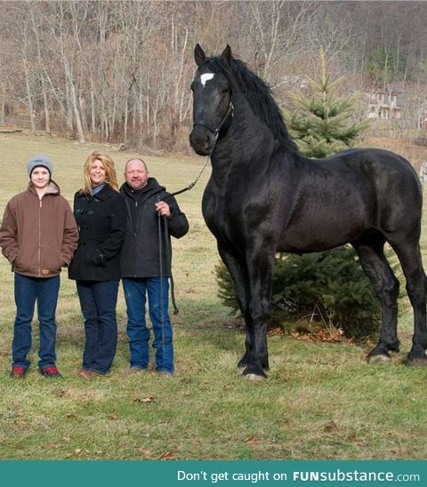 A percheron horse