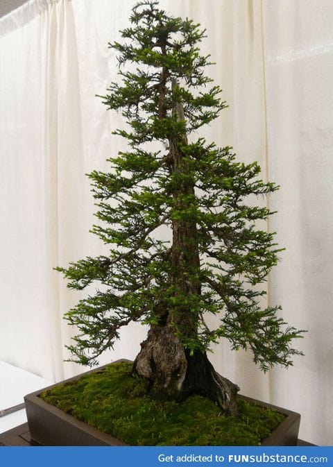 Bonsai redwood