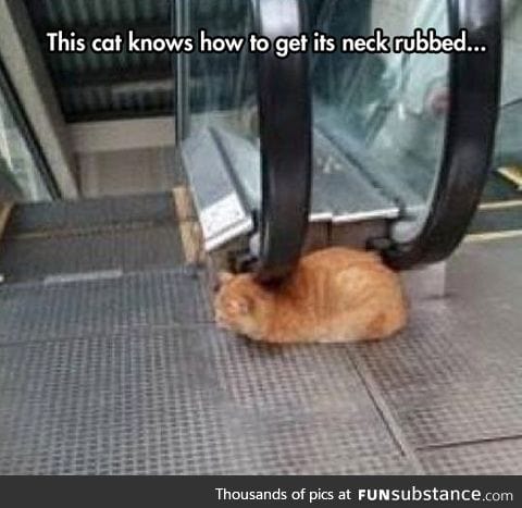 This cat has its life all figured out