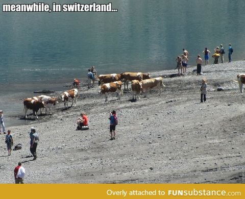 Cows at the beach