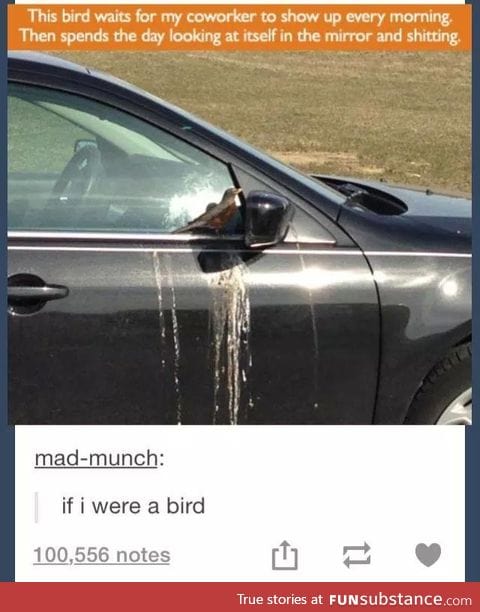 We have a bird that does this @ my house