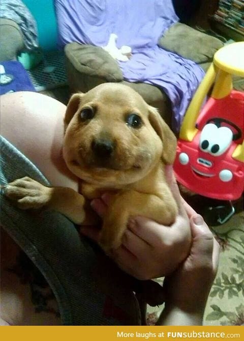 Poor puppy ate a bee