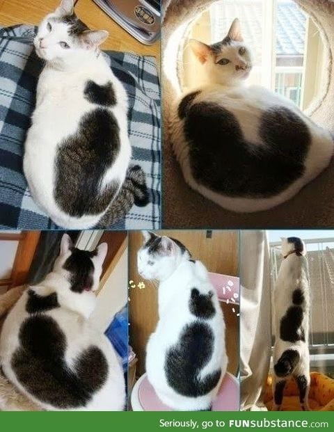 Catception