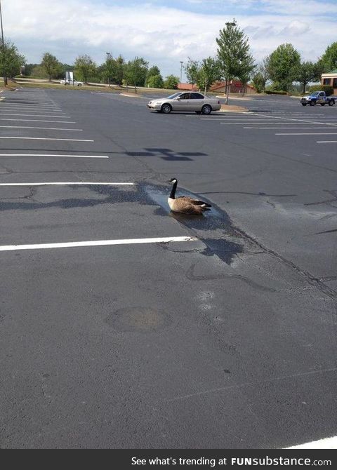 Optimistic goose