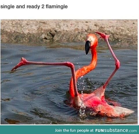 flamingle