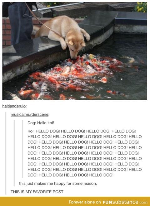 HELLO DOG!