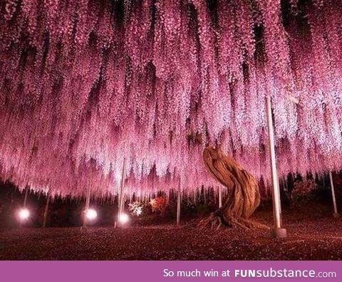 150 year old wisteria tree