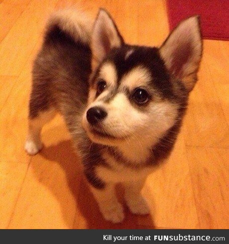 A cross between a husky and a corgi (It stays tiny forever too)