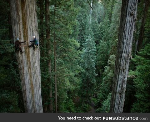 Redwood trees