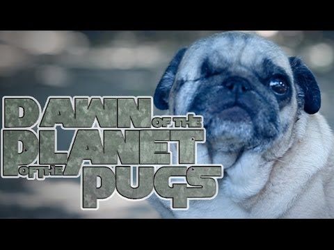 Dawn of the planet of the pugs!