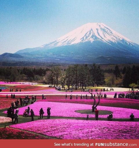 Japan in the spring