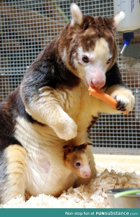 Endangered Tree Kangaroo with baby in pouch