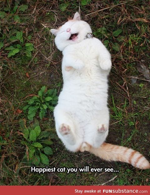 This cat decided he just wants to be happy